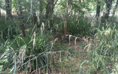 L’inventaire des zones humides du bassin Hers Girou